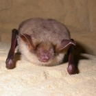 Greater Mouse-Eared Bat