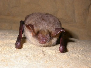 Greater Mouse-Eared Bat
