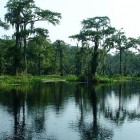 Florida's Wakulla Springs as it empties into the Wakulla River