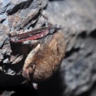 A North American Little Brown Bat suffering from white-nose syndrome.