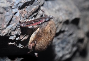 A North American Little Brown Bat suffering from white-nose syndrome.