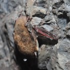 Little Brown Bat with White-Nose Syndrome.