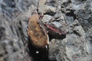 Little Brown Bat with White-Nose Syndrome.