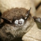 Close Up of Little Brown Bat with WNS.