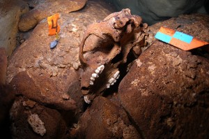 Bear Skull in the Cenote