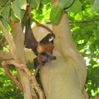 Fruit Bat in Fig Tree