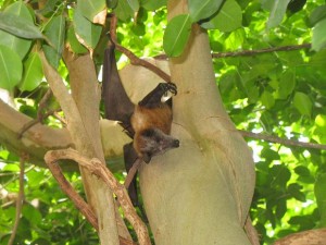 Fruit Bat in Fig Tree
