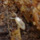 A Tiny Springtail