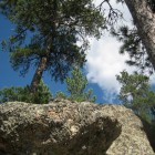 Black Hills Ponderosa Pines.