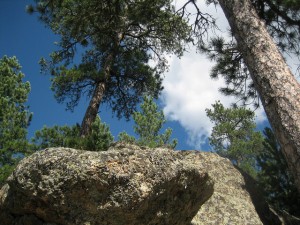 Black Hills Ponderosa Pines.