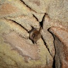 Hibernating Northern long-eared bat