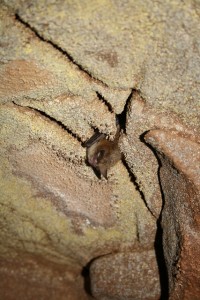 Hibernating Northern long-eared bat