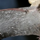 Little Brown Bat with Fungus on Wing