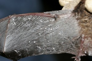 Little Brown Bat with Fungus on Wing