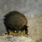 A Little Brown Bat with White-nose Syndrome.