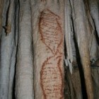 Seal Paintings in the Caves of Nerja