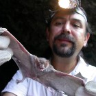 Arnulfo Moreno-Valdez, director of the Natural Museum of Tamaulipas in Mexico, displays a vampire bat.