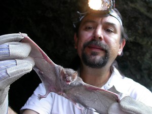 Arnulfo Moreno-Valdez, director of the Natural Museum of Tamaulipas in Mexico, displays a vampire bat.