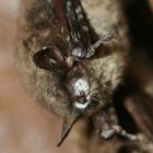 Bat with White Nose Syndrome
