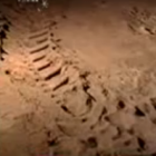Tracks inside Devetashka Bat Cave