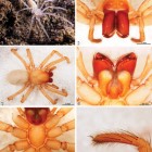 Photos of the spider Amauropelma matakecil