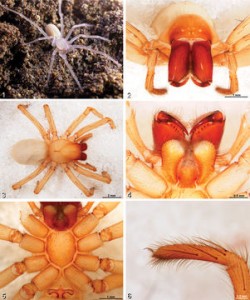 Photos of the spider Amauropelma matakecil
