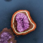 Influenza Virus