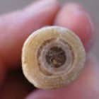 A Stalactite Sample from Lehman Caves