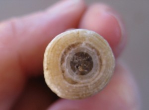 A Stalactite Sample from Lehman Caves