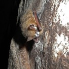 An Infected Tri-colored Bat in Alabama's Russell Cave