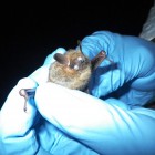An Infected tri-colored bat in Jackson County, Alabama.