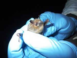 An Infected tri-colored bat in Jackson County, Alabama