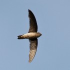 Black-nest Swiftlet