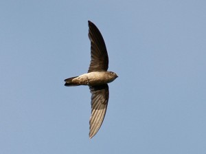 Black-nest Swiftlet