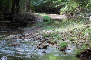 Inside the Hoosier National Forest