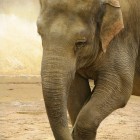 Indian Elephant