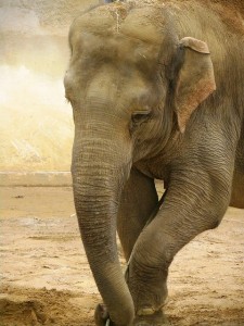 Indian Elephant
