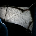 MDC Biologist Inspects Bat Wing
