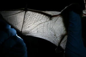 MDC Biologist Inspects Bat Wing