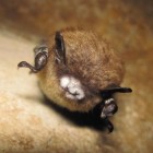 Bat with White-nose Syndrome in Great Smoky Mountains National Park.