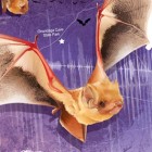 U-Haul Missouri SuperGraphic Featuring Red Bats
