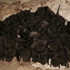 Cluster of Hibernating Gray Bats