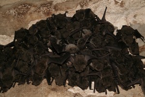 Cluster of Hibernating Gray Bats