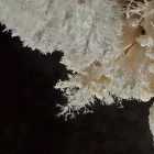 Aragonite frostwork inside Jewel Cave