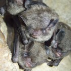 Endangered Indiana Bats.