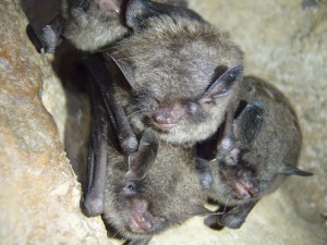 Endangered Indiana Bats.