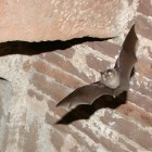 Lesser Horseshoe Bat in Flight