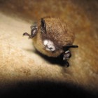 Bat with White-nose Syndrome in Great Smoky Mountains National Park
