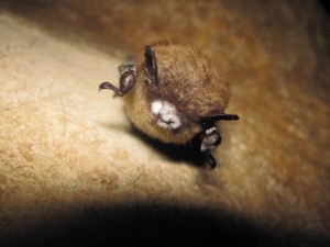 Bat with White-nose Syndrome in Great Smoky Mountains National Park