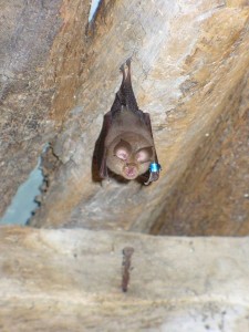A Lesser Horseshoe Bat in France
